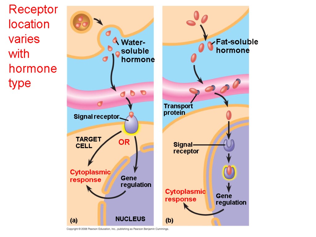 Receptor location varies with hormone type Signal receptor TARGET CELL Signal receptor Transport protein